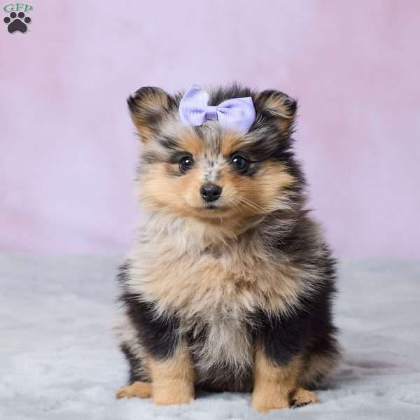 Addy, Pomeranian Puppy